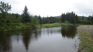 A river flows by tall grass and conifer trees.