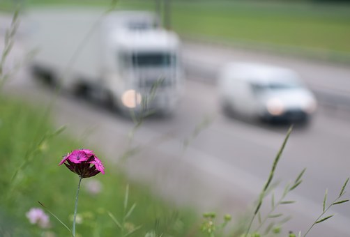a purple flower with vehicles traveling on a highway in the distance