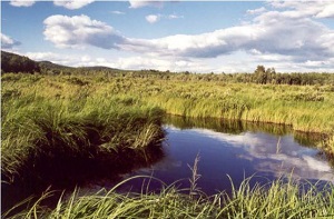 a marsh