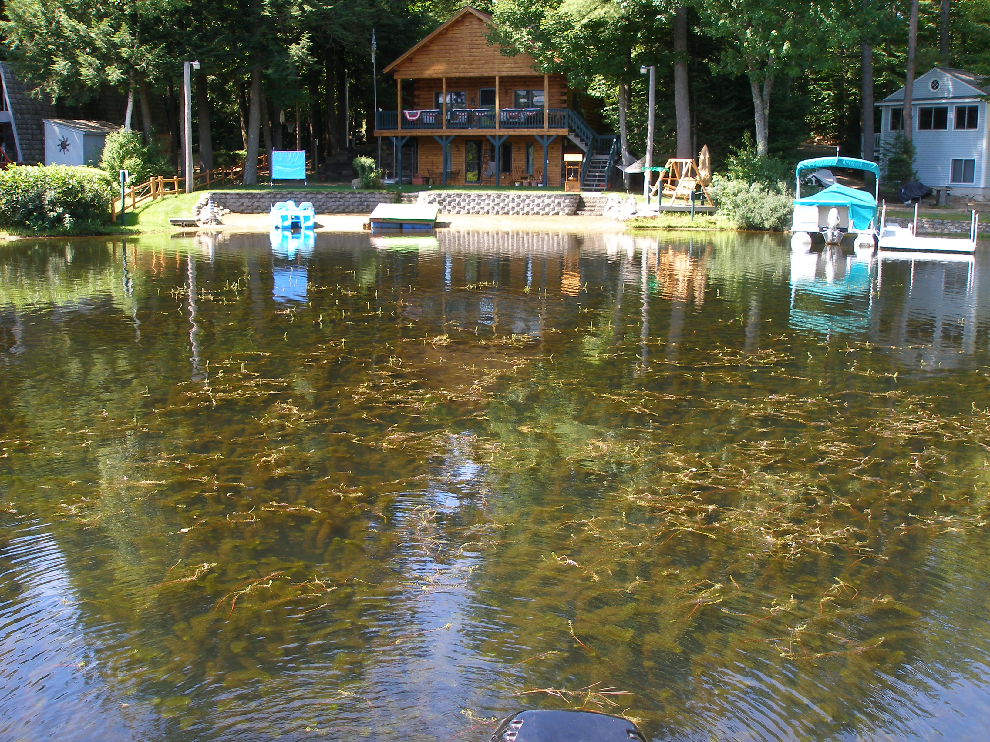  Expansive growth of variable milfoil