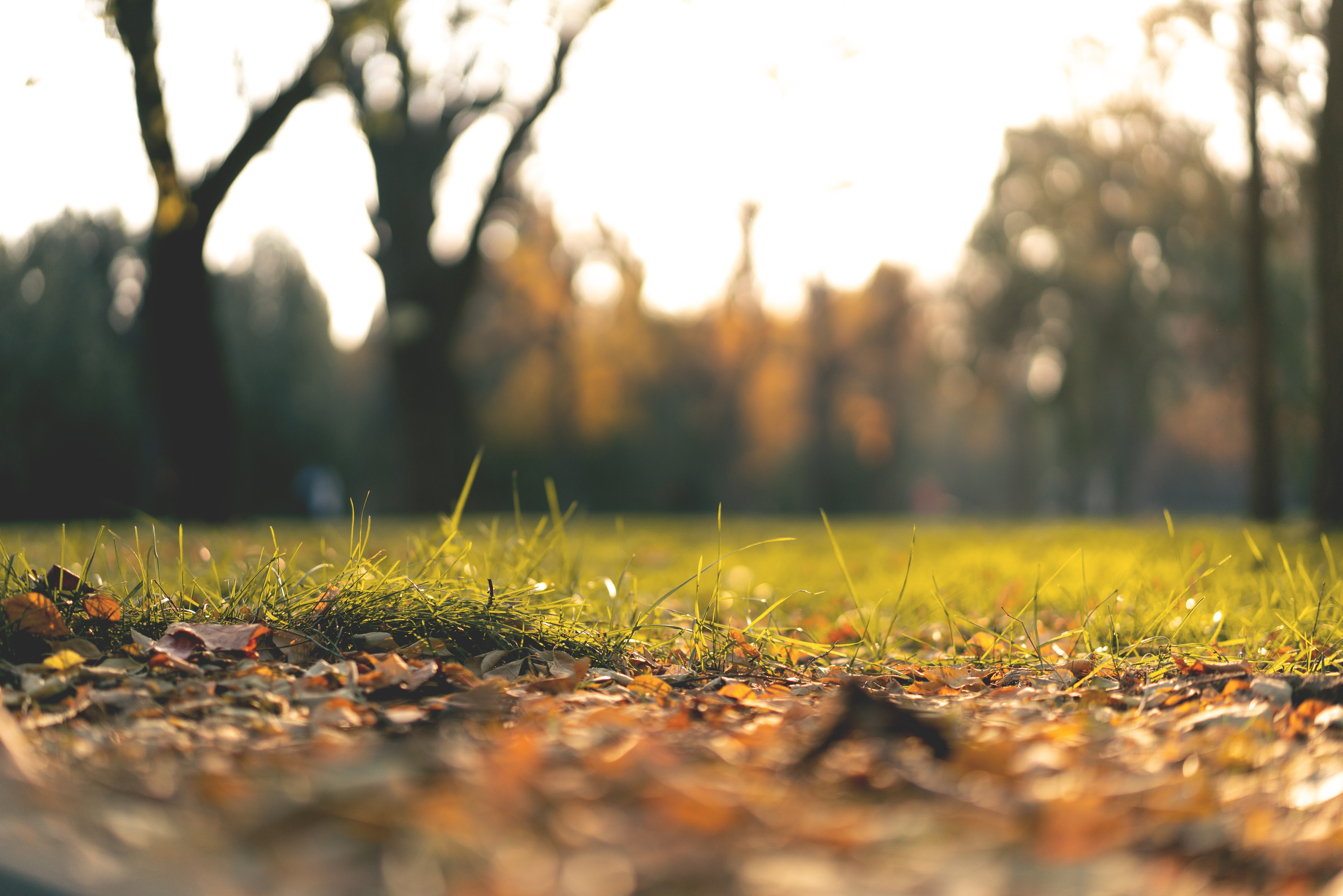 A selective focus image of autumn leaves on a grassy lawn 