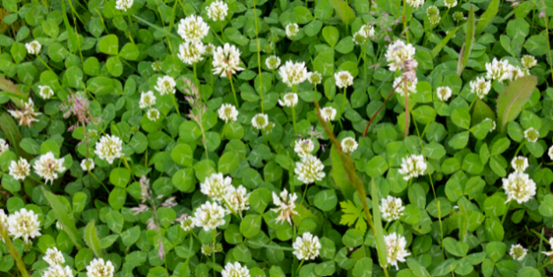 Close-up of green clovers with small white flowers growing throughout.