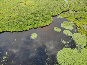 An aerial view of a wetland