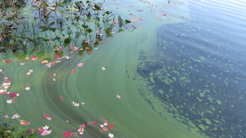cyanobacteria mingles with leaves on the surface