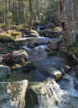 Water flows over a rocky stream bed in the forest.