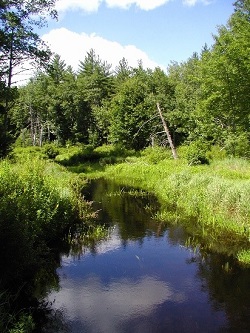 A river flows slowly through tall marsh grass.