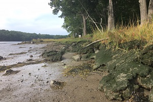Erosion of a fringing salt marsh.