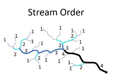 Representation of the stream order for a watershed. 