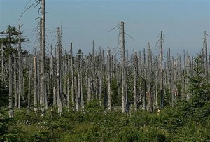 trees impacted by acid rain