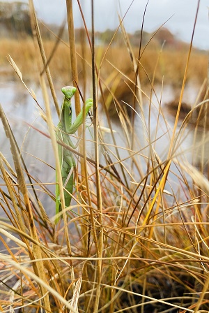 Praying Mantis perched in marsh grass at Philbrick Pond in North Hampton, NH during a king tide