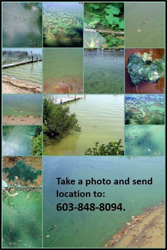 A collage of examples of cyanobacteria