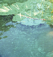 Oscillatoria (a cyanobacteria) floating on the surface of a pond