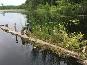 a log with flowers growing on it lies on water