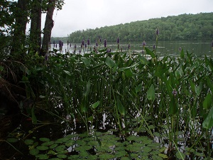 wetlands plants next to water