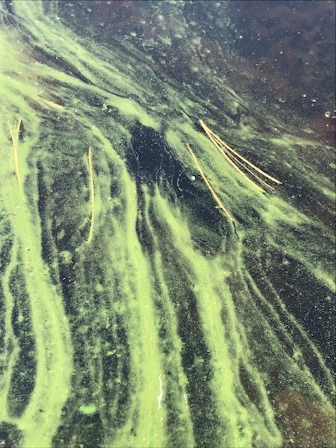 yellow-green streaks of cyanobacteria