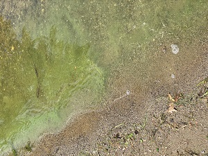 The cyanobacteria bloom appears as green clouds on isolated shores of the lake.