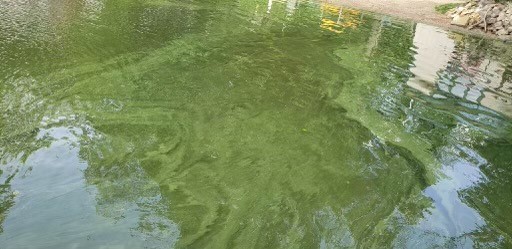Cyanobacteria bloom on Swains Lake in Barrington.