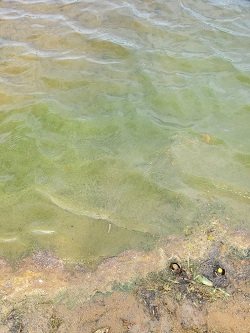 The cyanobacteria bloom appears as green clouds along the Elm Brook Park Beach. 