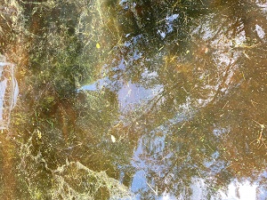 cyanobacteria in the water