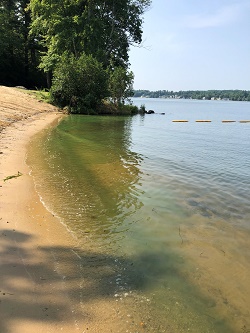 cyanobacteria on the shore of a lake
