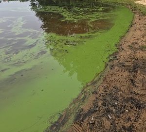 A cyanobacteria bloom, bright green at a lake's shore.