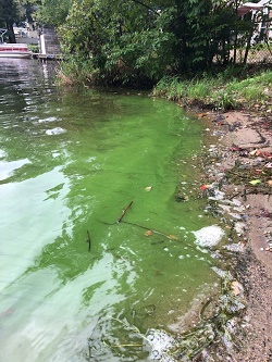 a bright green cyanobacteria bloom on surface water