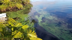 green cyanobacteria bloom on surface water