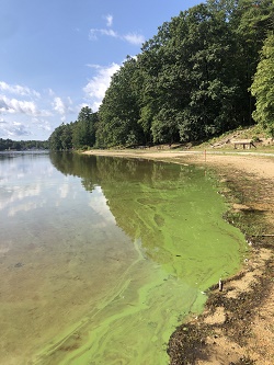 harmful algal blooms seen on surface water