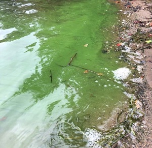 green cyanobacteria in the water