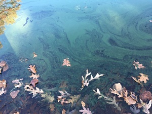 a cyanobacteria bloom with leaves in the water