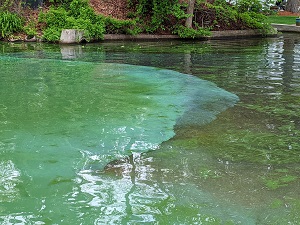a cyanobacteria bloom in a lake