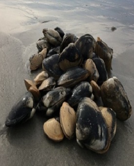 Clams sitting on beach Ready for Consumption