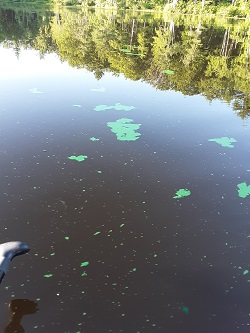 green flecks of cynaobacteria in the water