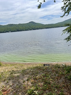 green cyanobacteria on the shoreline