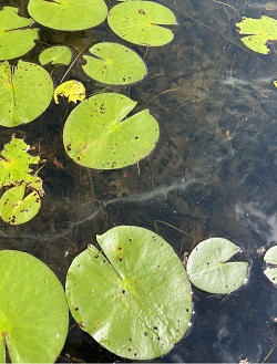 streaks of cyanobacteria on surface water surrounded by lily pads