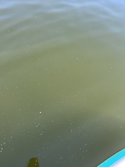 flecks of cyanobacteria seen on surface water