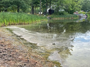 green streaks on surface water at a beach