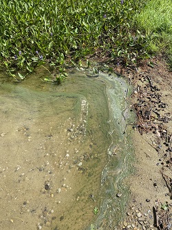green film of cyanobacteria on surface water