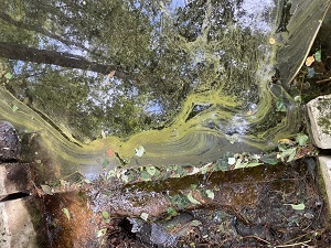 green streaks of cyanobacteria on surface water