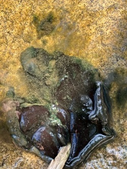 a dark clump of cyanobacteria seen in water