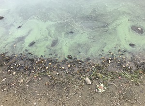 cloudy green cyanobacteria at a shoreline