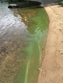 green cyanobacteria on the shore