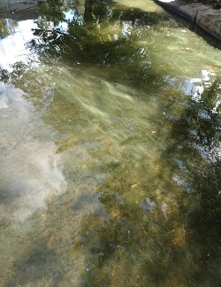 green, filmy cyanobacteria on surface water