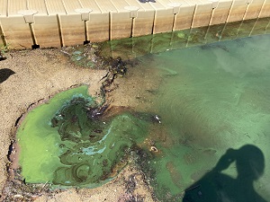 bright green cyanobacteria on the water