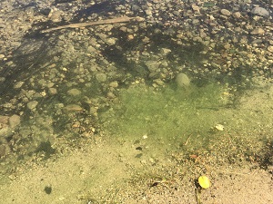 green cyanobacteria along a water's edge