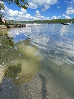 cloudy cyanobacteria on surface water