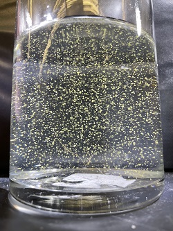 specks of cyanobacteria floating in a glass of water