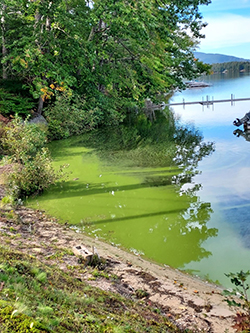 green cyanobacteria bloom near shore.