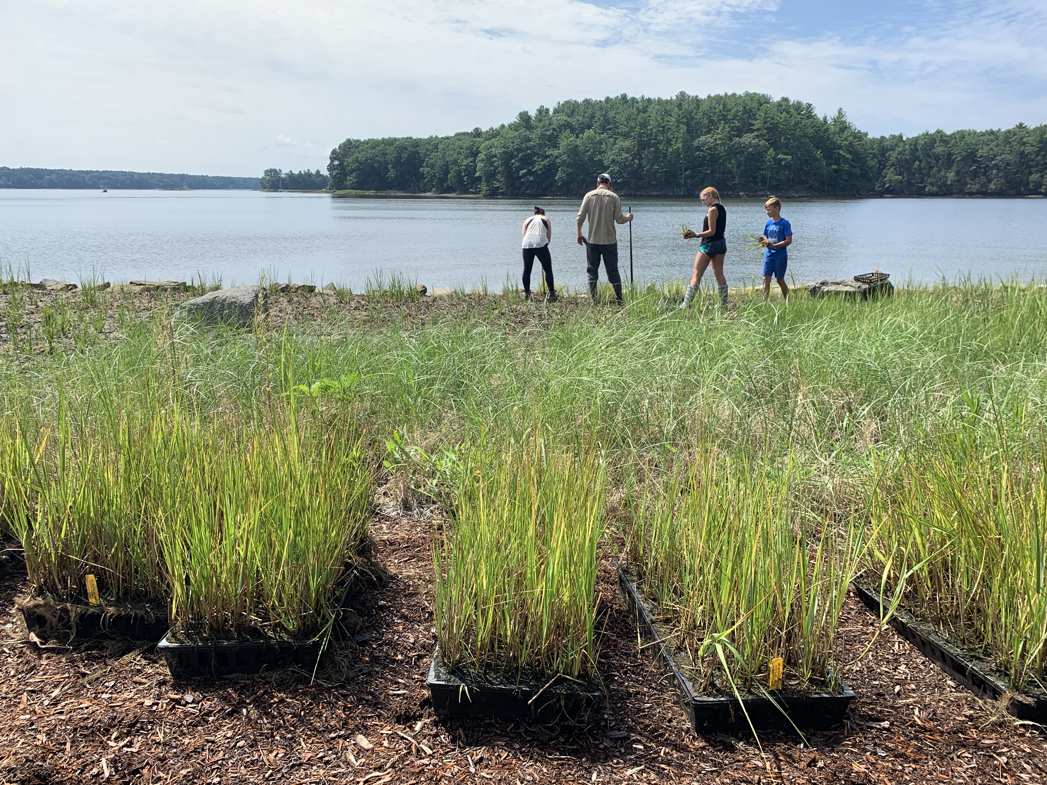 Volunteers plant dune grass along the shoreline.