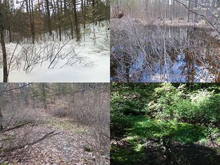 A vernal pool depicted in all four seasons.